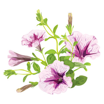 pink petunia flowers on white background clip art preview