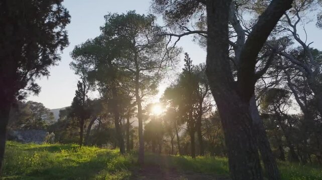 Low shot with sunrays between trees in a forest at sunset
