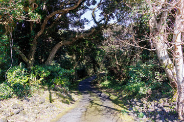 ビロウやカナリーヤシ、フェニックス・ロベレニー、ガジュマル、オオタニワタリなどが繁茂する。
英名学名：Fountain Palm, Livistona chinensis and Canaryislanddate Palm, 
八丈島の中央にある八丈植物公園とビジターセンター。
亜熱帯植物が繁茂し、温室や動物園もある。
誰でも24時間無料で入園できる。
東京都伊豆諸島八丈島-2025年
