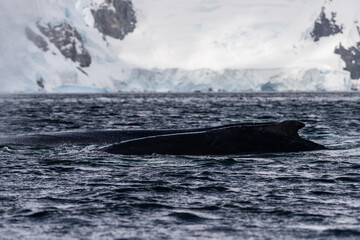 Close-up of the back and dorsal fin of a diving humpback whale -Megaptera novaeangliae. Image taken...