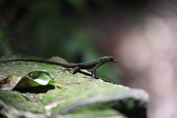 lizard on a tree