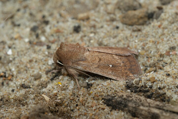Closeup on a White-point owlet moth, Mythimna albipuncta