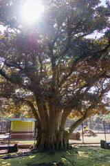 ビロウやカナリーヤシ、フェニックス・ロベレニー、ガジュマル、オオタニワタリなどが繁茂する。
英名学名：Fountain Palm, Livistona chinensis and Canaryislanddate Palm, 
八丈島の中央にある八丈植物公園とビジターセンター。
亜熱帯植物が繁茂し、温室や動物園もある。
誰でも24時間無料で入園できる。
東京都伊豆諸島八丈島-2025年
