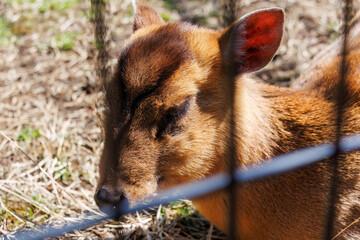 可愛い八丈島のキョン（シカ科）。 英名学名：Island kyong (Reeves's muntjac, Muntiacus reevesi). 八丈島の中央にある八丈植物公園とビジターセンター。 亜熱帯植物が繁茂し、温室や動物園もある。 誰でも24時間無料で入園できる。 東京都伊豆諸島八丈島-2025年 