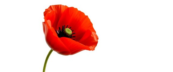 A vibrant red poppy flower, petals delicately unfurled, isolated against a pure white background, design element, background