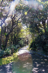 ビロウやカナリーヤシ、フェニックス・ロベレニー、ガジュマル、オオタニワタリなどが繁茂する。
英名学名：Fountain Palm, Livistona chinensis and Canaryislanddate Palm, 
八丈島の中央にある八丈植物公園とビジターセンター。
亜熱帯植物が繁茂し、温室や動物園もある。
誰でも24時間無料で入園できる。
東京都伊豆諸島八丈島-2025年
