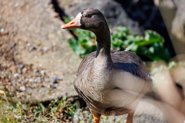 八丈島では数年に一度しか飛来しない、貴重な
美しく大きなマガン（カモ科）
英名学名：Greater white-fronted goose, Anser albifrons
東京都伊豆諸島八丈島-2025年
