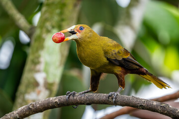 Green Oropendola - Psarocolius viridis, beautiful colored perching bird from South American forests, Brazil.