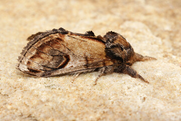 Closeup on the pebble prominent moth, Notodonta ziczac, sitting on wood
