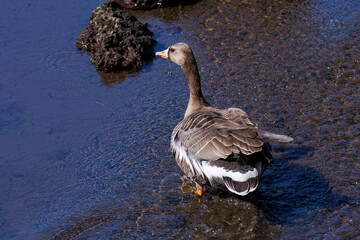 八丈島では数年に一度しか飛来しない、貴重な
飛翔する美しく大きなマガン（カモ科）
英名学名：Greater white-fronted goose, Anser albifrons
東京都伊豆諸島八丈島-2025年
