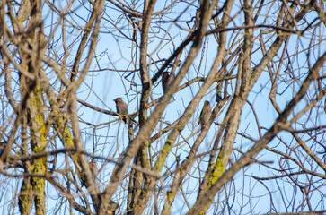 Several waxwings perched among tangled branches under a clear blue sky. Birds resting, calm mood, telephoto shot, mid-range, leafless tree, nature observation theme.