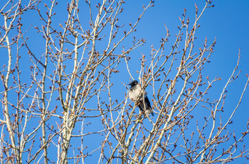 Lonely hooded crow perched among budding branches under clear blue sky. Crow resting, calm mood, medium shot, slightly upward angle, spring tree, nature detail shot.