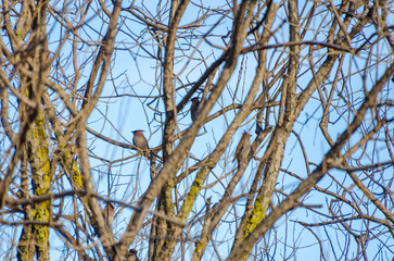 Several waxwings perched among tangled branches under a clear blue sky. Birds resting, calm mood, telephoto shot, mid-range, leafless tree, nature observation theme.