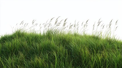 Fototapeta premium PNG Green field backgrounds grassland landscape.