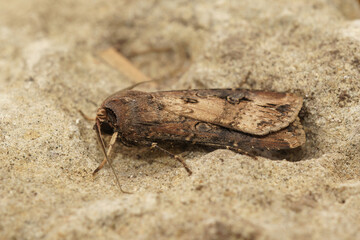 Closeup of the dark sword-grass moth, Agrotis ipsilon
