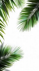 Naklejka premium 1. Realistic palm leaf shadows cast on a transparent background, creating a tropical summer vibe