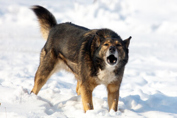 A dog is barking in the snow