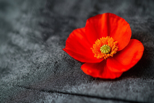 14h Red poppy pinned on a military uniform, close-up shot focusing on vibrant flower and textured fabric, soft natural lighting with subtle shadows, muted tones of olive green and