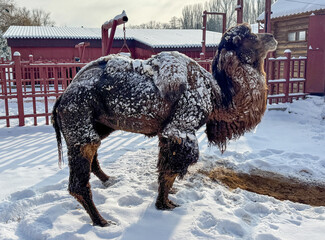 A camel covered in snow stands in a snow-covered field