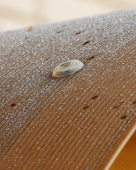 A small white object is sitting on a wooden surface