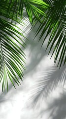 Fototapeta premium 17. Coconut palm leaf shadows creating a natural silhouette effect on a transparent backdrop
