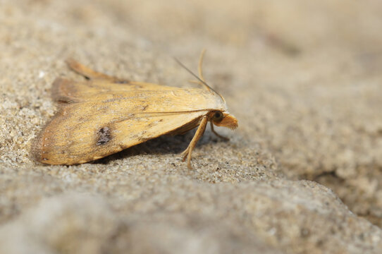 Closeup on a straw dot moth, Rivula sericealis ,