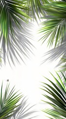 Obraz premium 30. Coconut palm branches casting shadows over a transparent background for a relaxed, tropical atmosphere