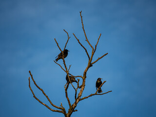 bird on tree