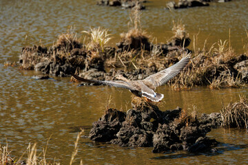 八丈島では数年に一度しか飛来しない、貴重な
飛翔する美しく大きなマガン（カモ科）
英名学名：Greater white-fronted goose, Anser albifrons
東京都伊豆諸島八丈島-2025年
