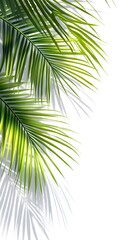 Obraz premium 53. Natural palm tree branch shadows on a transparent background, perfect for relaxed summer projects