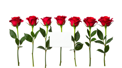 Red roses with blank white card. Isolated on transparent background. Ideal for Valentine's Day, Mother's Day, love letters, greetings, invitations. Crimson roses, green leaves.