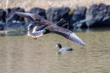 八丈島では数年に一度しか飛来しない、貴重な
飛翔する美しく大きなマガン（カモ科）
英名学名：Greater white-fronted goose, Anser albifrons
東京都伊豆諸島八丈島-2025年
