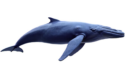 Obraz premium Blue Whale Swimming Pose Digital Illustration with Realistic Marine Details, Giant Ocean Mammal Isolated on Transparent Background for Nature Projects