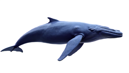 Blue Whale Swimming Pose Digital Illustration with Realistic Marine Details, Giant Ocean Mammal Isolated on Transparent Background for Nature Projects