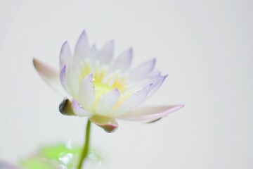 Naklejka premium dreamy lotus with pearlescent petals and pastel serenity effect