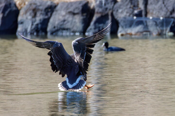 八丈島では数年に一度しか飛来しない、貴重な
飛翔する美しく大きなマガン（カモ科）
英名学名：Greater white-fronted goose, Anser albifrons
東京都伊豆諸島八丈島-2025年
