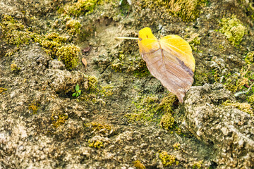 Close-up of a single yellow and brown heart-shaped leaf resting on a textured moss-covered ground