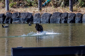 Fototapeta premium 八丈島では数年に一度しか飛来しない、貴重な 飛翔する美しく大きなマガン（カモ科） 英名学名：Greater white-fronted goose, Anser albifrons 東京都伊豆諸島八丈島-2025年 
