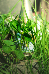 green grass in the morning