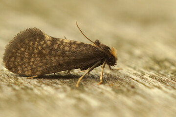 Closeup on a the brown large birch bright micro moth, Taleporia tubulosa sitting on wood