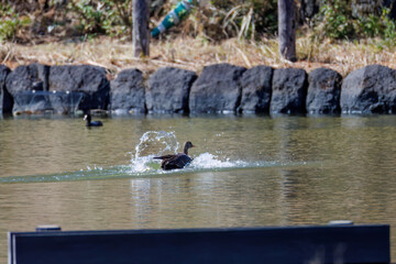 Fototapeta premium 八丈島では数年に一度しか飛来しない、貴重な 飛翔する美しく大きなマガン（カモ科） 英名学名：Greater white-fronted goose, Anser albifrons 東京都伊豆諸島八丈島-2025年 