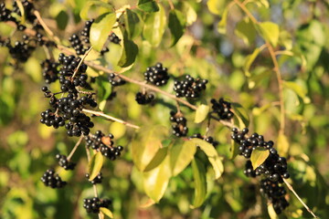 A branch of black elderberry with selective focus and a blurred background with sunlight