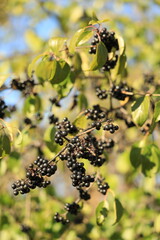 Vertical shot of a branch with ripe and shiny elderberries closeup