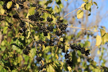 Beautiful black elderberries shining in the morning sun during ripening season