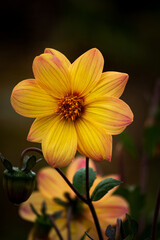 yellow flower in the garden