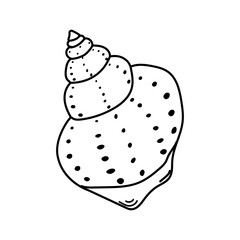 Detailed illustration of a spiral seashell showcasing natural patterns and contours suitable for artistic and educational purposes in doodle style