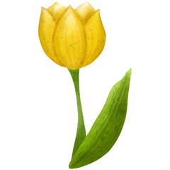Watercolor Yellow Tulip Flower Illustration
