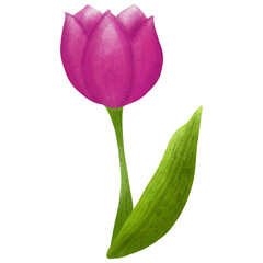 Watercolor Pink Tulip Flower Illustration
