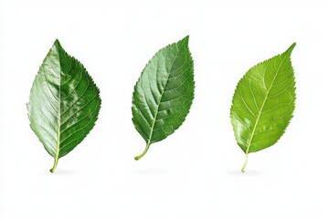 Obraz premium Three green leaves arranged in a row against a white background casting soft shadows below them