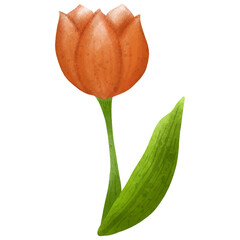 Watercolor Orange Tulip Flower Illustration
